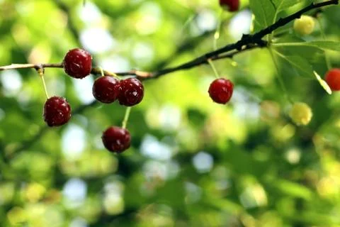 Red cherries with a drops after rain Stock Photos
