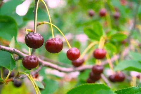 Red cherries with drops Stock Photos