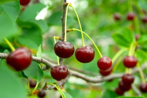 Red cherries with drops Stock Photos