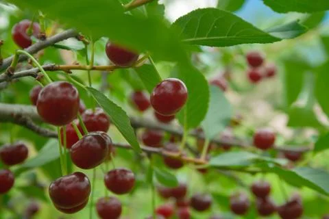 Red cherries with drops Stock Photos