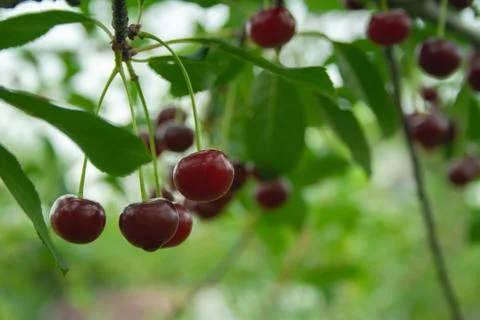 Red cherries with drops 스톡 사진