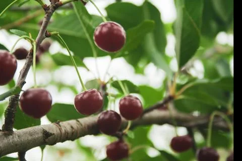 Red cherries with drops 스톡 사진