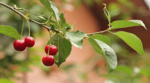 Red Cherries Stock Footage 36688557