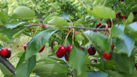 Red cherries Stock Footage 93110131