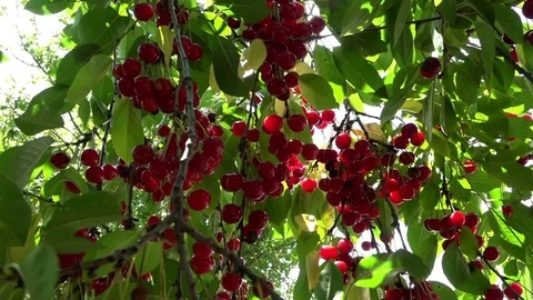 Red cherries growing on tree closeup 動画素材 81657886