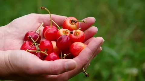 Red cherries in the hands Stock Footage 52209539