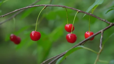 Red cherries hang on branch of cherry tree in orchard Stock Footage 222623663