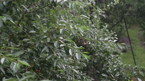 Red cherries hang on lush tree branch with green leaves Stock Footage 129946494