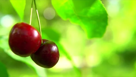 Red cherries hanging on a branch, close-up, macro Stock Footage 91226430