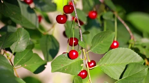 Red cherries hanging on a cherry tree branch in the sunny garden Stock Footage 66437764