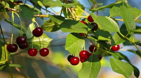 Red cherries hanging on a cherry tree branch in the sunny garden Stock Footage 66437771