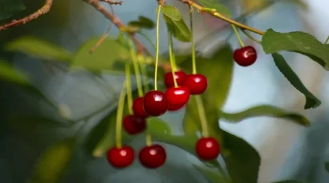Red cherries hanging on a cherry tree branch in the sunny garden Stock Footage 66437791