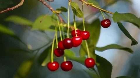 Red cherries hanging on a cherry tree branch in the sunny garden Stock Footage 66437796