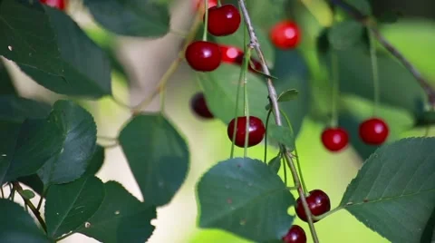 Red cherries hanging on a cherry tree branch in the sunny garden Stock Footage 66437805
