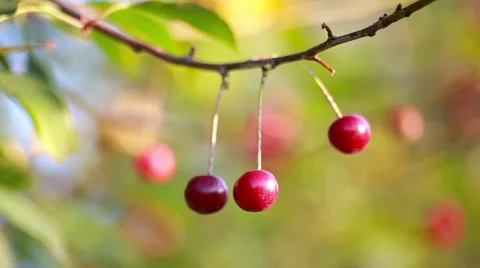 Red cherries hanging on a cherry tree branch in the sunny garden Stock Footage 66437902