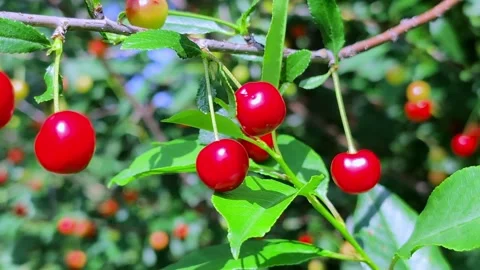 Red cherries hanging on tree branches in sunlight Video stock 333314706