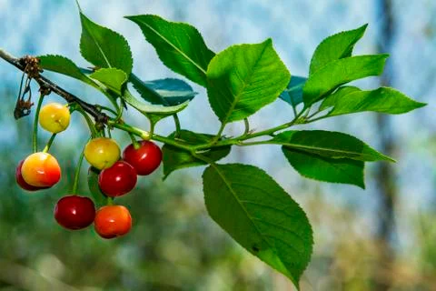 Red cherries Stock Photos