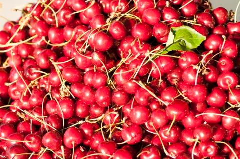 Red cherries Stock Photos