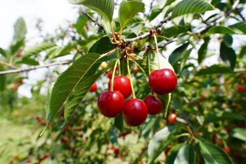 The Red of Cherries Stock Photos