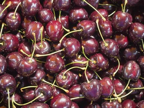 Red Cherries Stock Photos
