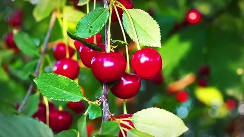 Red cherries ready for picking in Slow Motion Stock Footage 90663262