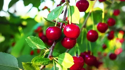 Red cherries ready for picking in Slow Motion Stock Footage 90663924