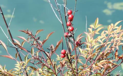 Red cherries on spring 写真素材