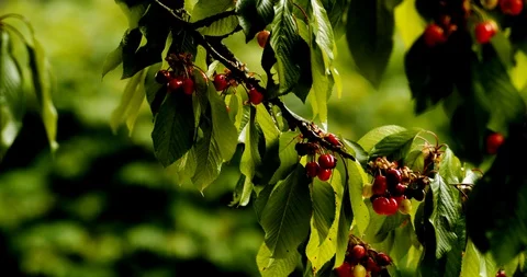 Red cherries on their tree. Stockbeeldmateriaal 130007663