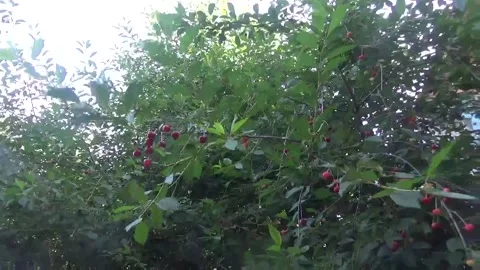 Red cherries on a tree among green leaves Video stock 335700095
