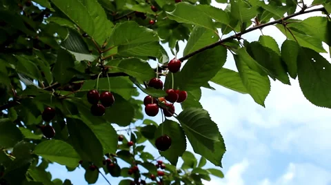Red Cherries On Tree. Blue sky background. Video stock 36688362