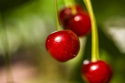 Red cherries on the tree - blurred background Stock Photos
