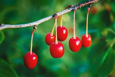 Red cherries on tree branch, cherry fruit growing closeup Fotos Stock