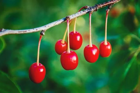 Red cherries on tree branch, cherry fruit growing closeup Stock Photos