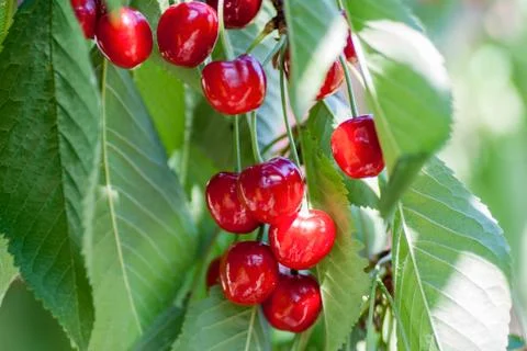 Red cherries on a tree branch over green background Stock Photos