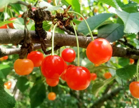 Red cherries on a tree branch Stock Photos