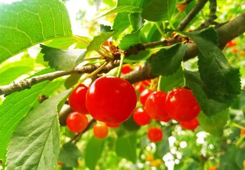 Red cherries on a tree branch Stock Photos