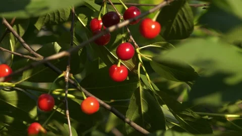 Red cherries on a tree branch in the sun Stock Footage 132192898