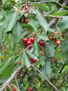 Red cherries on tree in cherry orchard Stock Photos