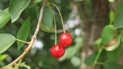 Red cherries on a tree Stock Footage 24868164