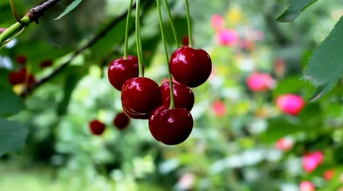 Red Cherries On Tree. Video stock 36688384