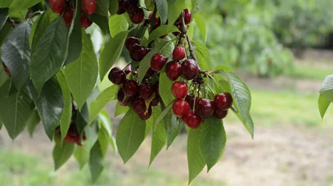 Red cherries on a tree Stock Footage 38385136
