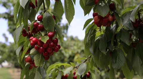 Red cherries on a tree Stock Footage 38385324