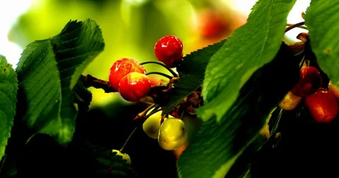 Red cherries on tree Stockbeeldmateriaal 130062879