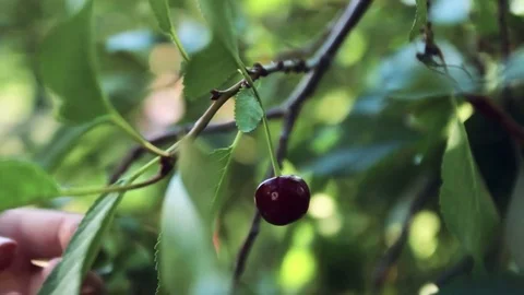 Red cherries at the tree grabbed by hand Stock Footage 70802380