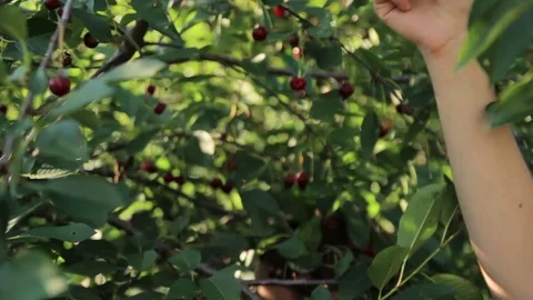 Red cherries at the tree grabbed by hand Видео 73768791