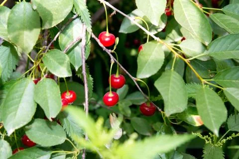 Red cherries on the tree Stock Photos