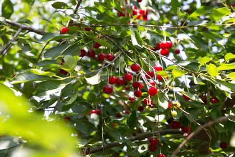Red cherries on the tree Stock Photos