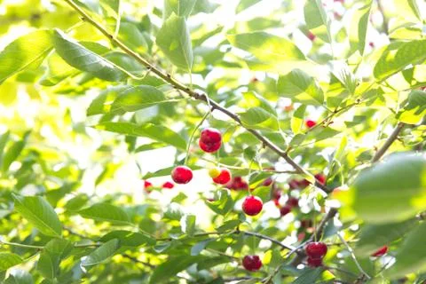 Red cherries on the tree Stock Photos