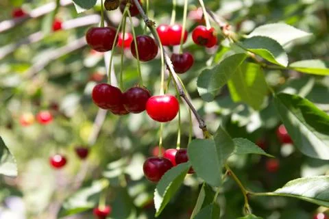 Red cherries on the tree Stock Photos