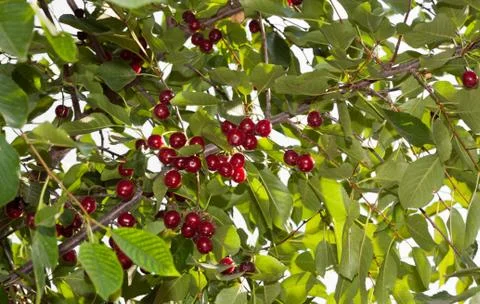 Red cherries on the tree Stock Photos